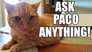 Ask Paco Anything Cat Answers Your Questions Babyteeth More [upl. by Niveek]