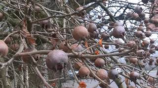 Mispel Medlar 2018 Mespilus germanica [upl. by Hildick]