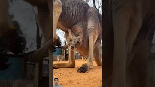 animals AnimalLove Stories kangaroo [upl. by Nale]