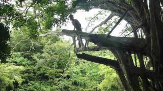 Kauai  rope swing and jumping the Kipu Falls Hawaii 2011 [upl. by Ocsirf]