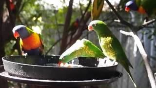 Rainbow Lorikeets and Scalybreasted Lorikeets feeding together [upl. by Lesoj]