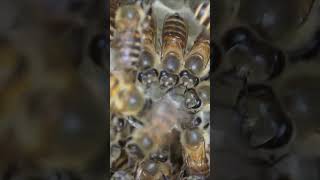 Waggle Dance of Japanese honeybees [upl. by Rolyt]