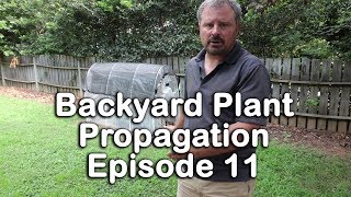 Backyard Plant Propagation Episode 11 How to Root Gardenias Spirea and Privet [upl. by Beisel]