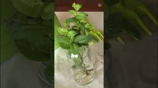 Growing Mint in Water  How To Grow Mint Indoors mint propagation [upl. by Vorster]