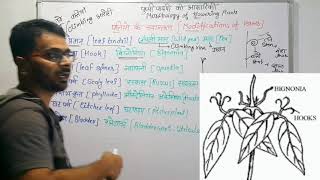 पत्तियों के रूपांतरण  Modifications of leaves  Morphology of flowering plants [upl. by Setarcos]