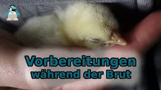 Vorbereitungen während der Brut 🐣 21 Tage warten auf Kücken [upl. by Araeit]