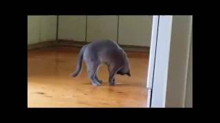 Burmese cat dancing with nail file [upl. by Anrapa]