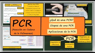 PCR Cómo se Hace Reacción en Cadena de la Polimerasa Amplificación de ADN Biología Bachillerato [upl. by Radley585]