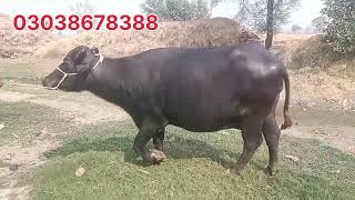 watch piure Nili buffalo for sale in Punjab Pakistan on YouTube2910202403038678388 [upl. by Akired]