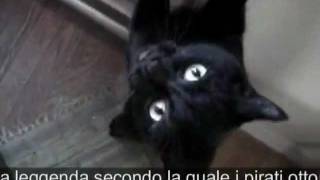 I GATTI NERI SONO BELLISSIMI [upl. by Shank]