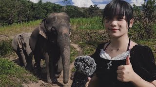 asmr with elephants 🐘 🇹🇭 Chiang Mai Thailand [upl. by Dodds551]