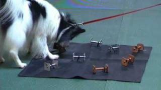 Small Dog Fun Competing with a Small Dog Utility Obedience [upl. by Jocko436]