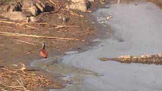 This Is One BRAVE Jacana [upl. by Eimaral826]