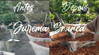 Jurema Branca Bonsai [upl. by Ahsatak921]