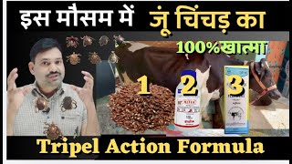 इस मौसम में जूं चिंचड़ का खात्मा करने वाला Triple Action Formula 👍🏽 cow tick medicine [upl. by Richara383]