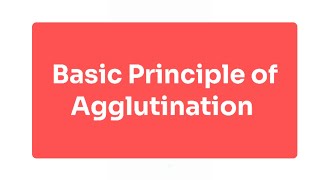 Explain Basic Principle of Agglutination [upl. by Brace242]