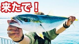 【来たで！】青物、サワラのボイルにナブラにヒットヒット～！堤防が大騒ぎでした【ショアジギング飲ませ釣り】 [upl. by Agata]