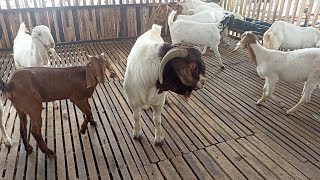 Biggest Boer Goat farming in village  Goat farming in village [upl. by Islaen]