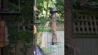 Feathered Friends Feast Bird Feeding Frenzy 🐦 birds catwatchingtv birdenthusiast [upl. by Leilani758]