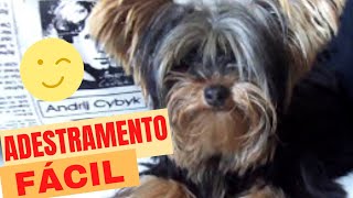 Adestrar cachorro em casa  Yorkshire Terrier [upl. by Tabbatha]