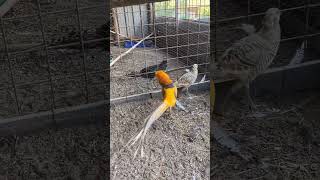 Golden Pheasant goldenpheasant pheasant bird birdvideo youtubeshorts shortfeed shorts [upl. by Crissy216]