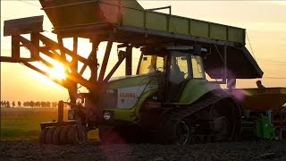 Claas Challenger 55 Planting Tulip bulbs  Dogterom tulpen planten 2013 [upl. by Kee]