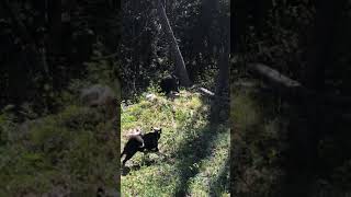 Karelian Bear Dog doing what she loves [upl. by Cowan]