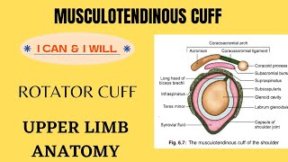 MUSCULOTENDINOUS CUFF OF THE SHOULDER  ROTATOR CUFF  UPPER LIMB  ANATOMY [upl. by Nylzor779]