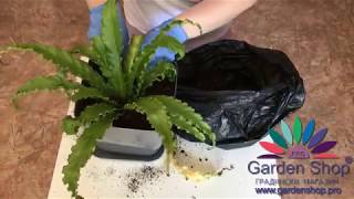 How to repotting Asplenium nidus  birds nest fern [upl. by Roanne855]