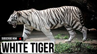 White Tigers animal life  Animal histrology [upl. by Tanya]