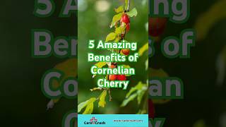 5 Amazing Benefits of Cornelian Cherry  carecrash [upl. by Jelle581]