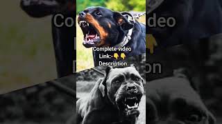 Cane Corso vs Rottweiler  🐕🐕 [upl. by Shermy]