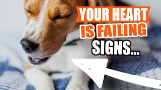 HEART DISEASE in DOGS 🐶💔Causes Symptoms and What to Do [upl. by Nodnol847]