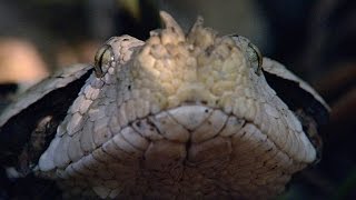 Incredible A Gaboon Viper Strikes a Bird in SloMo [upl. by Freedman]