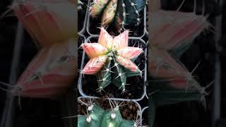 gymnocalycium variegated cactus cactuslover garden plantlover plants plantita [upl. by Oiram]