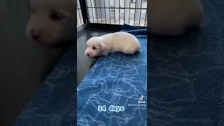 pupcam puppy growth grow growingup walking walk cotondetulear dogshorts [upl. by Aset]