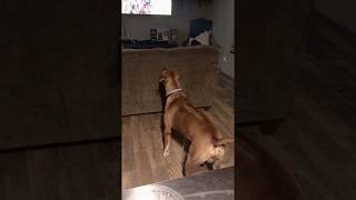 Rhodesian Ridgeback vs The Lion King [upl. by Anavi735]