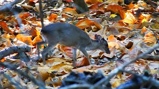 One of the Smallest Antelopes in the World [upl. by Seligman]