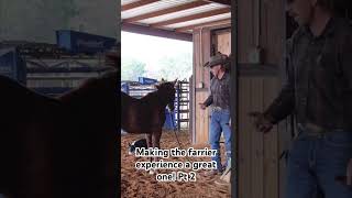 Weanling and farrier prep wwweicherranchcom horse weanling horsetraining farrier [upl. by Nede]