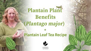 Plantain Plant Benefits Plantago major  Plantain Leaf Tea Recipe [upl. by Pas865]