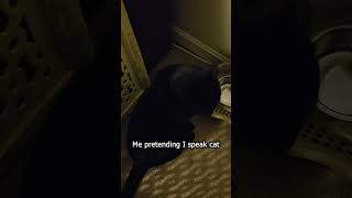 Can Anyone Translate cats funny trending shorts viral cute [upl. by Brower742]