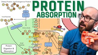 How the Body Digests and Absorbs Proteins  Broken Into Easy Steps [upl. by Ima]