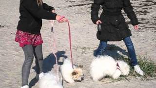 Walking at the beach with 3 dogs  Coton De Tulear [upl. by Noemi]