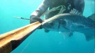 gros loup 78kg lubina et robalo chasse sous marine pesca submarina le relais [upl. by Shaeffer116]