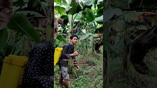 Insecticide and Fungicide combination Banana Farming kaushikvlogs shorts agriculture [upl. by Peedus349]