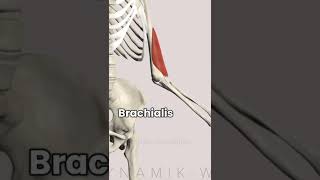 anatomy of biceps brachialis and brachioradialis elbow flexors [upl. by Jeannine]