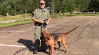 How Long Does it Take a Bloodhound to Track and Locate a Missing Person [upl. by Chute]