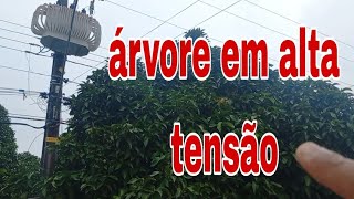 árvore na rede alta tensão [upl. by Nitsed322]