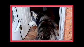 OAKLEY IS SCARED OF THE DOOR [upl. by Melvin]