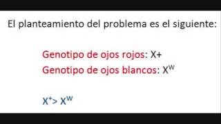 Problemas de genética Gen dominante ligado al cromosoma X [upl. by Flanagan]